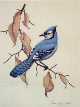 Drawings & Paintings - Blue Jay