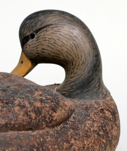 Cork Black Duck Preener - WS closeup