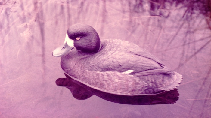 Floating Decorative Broadbill Hen - circa 1987.
