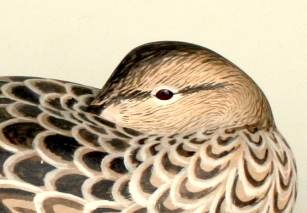 Greenwing Hen 1990 - closeup