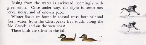 Ruddy - Ducks at a Distance excerpt