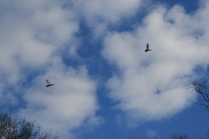 A good sign - this pair gave us a fly-over minutes after 4 Woodies tried to join us in the Swamp.