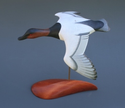 Canvasback Flyer.